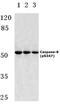 Caspase 8 antibody, PA5-36709, Invitrogen Antibodies, Western Blot image 