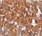 Hyaluronan Synthase 1 antibody, orb253959, Biorbyt, Immunohistochemistry paraffin image 