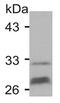 Gap Junction Protein Beta 1 antibody, 71-0600, Invitrogen Antibodies, Western Blot image 