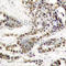 CAMP Responsive Element Binding Protein 1 antibody, AP0332, ABclonal Technology, Immunohistochemistry paraffin image 