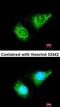 Cell Division Cycle 25A antibody, orb14857, Biorbyt, Immunofluorescence image 