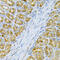 Oxidized Low Density Lipoprotein Receptor 1 antibody, 16-584, ProSci, Immunohistochemistry paraffin image 
