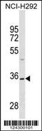 Tetraspanin 18 antibody, 59-675, ProSci, Western Blot image 