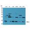 Thioredoxin Domain Containing 17 antibody, LS-C386886, Lifespan Biosciences, Western Blot image 