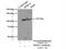 HECT And RLD Domain Containing E3 Ubiquitin Protein Ligase 4 antibody, 13691-1-AP, Proteintech Group, Immunoprecipitation image 