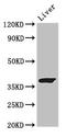 GRB2 Related Adaptor Protein 2 antibody, orb52635, Biorbyt, Western Blot image 