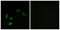 Olfactory Receptor Family 5 Subfamily H Member 1 antibody, LS-C120803, Lifespan Biosciences, Immunofluorescence image 