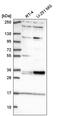 Tetraspanin 11 antibody, PA5-66867, Invitrogen Antibodies, Western Blot image 