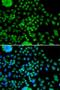 Atonal BHLH Transcription Factor 7 antibody, LS-C346320, Lifespan Biosciences, Immunofluorescence image 
