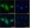 Protein Phosphatase 1 Regulatory Subunit 12A antibody, LS-B3836, Lifespan Biosciences, Immunofluorescence image 