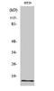 Insulin Like 4 antibody, A09422, Boster Biological Technology, Western Blot image 