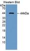 Deoxyhypusine Synthase antibody, LS-C374704, Lifespan Biosciences, Western Blot image 