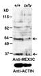 Abhydrolase Domain Containing 14B antibody, 43-035, ProSci, Western Blot image 