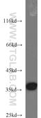 Apurinic/Apyrimidinic Endodeoxyribonuclease 1 antibody, 10203-1-AP, Proteintech Group, Western Blot image 