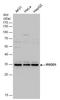 RWD Domain Containing 1 antibody, PA5-35970, Invitrogen Antibodies, Western Blot image 