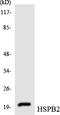 Heat shock protein beta-2 antibody, LS-C292074, Lifespan Biosciences, Western Blot image 