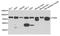 Frizzled Class Receptor 9 antibody, orb374041, Biorbyt, Western Blot image 