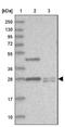 Thymocyte Nuclear Protein 1 antibody, NBP1-86942, Novus Biologicals, Western Blot image 