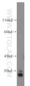 CUE Domain Containing 2 antibody, 20123-1-AP, Proteintech Group, Western Blot image 