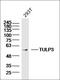 TUB Like Protein 3 antibody, orb158669, Biorbyt, Western Blot image 