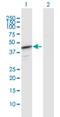 HemK Methyltransferase Family Member 1 antibody, H00051409-D01P, Novus Biologicals, Western Blot image 