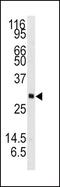 Neurotrophin 3 antibody, PA5-14861, Invitrogen Antibodies, Western Blot image 