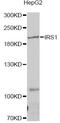 Insulin Receptor Substrate 1 antibody, MBS125399, MyBioSource, Western Blot image 
