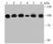 Actinin Alpha 4 antibody, NBP2-75404, Novus Biologicals, Western Blot image 
