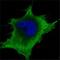 Superoxide Dismutase 1 antibody, NBP1-47443, Novus Biologicals, Immunofluorescence image 