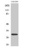 Mitochondrial Ribosomal Protein L9 antibody, STJ94238, St John