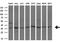 Interferon Induced Protein 35 antibody, M08415, Boster Biological Technology, Western Blot image 