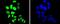 Cyclin Dependent Kinase Inhibitor 1B antibody, NBP2-67485, Novus Biologicals, Immunofluorescence image 