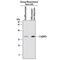 C1q And TNF Related 3 antibody, AF7925, R&D Systems, Western Blot image 