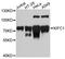 Kinesin Family Member C1 antibody, MBS128961, MyBioSource, Western Blot image 