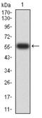 Protein Tyrosine Phosphatase Non-Receptor Type 14 antibody, NBP2-61809, Novus Biologicals, Western Blot image 