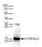 Histone H3 antibody, TA347149, Origene, Western Blot image 