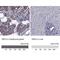 Transmembrane Channel Like 3 antibody, NBP1-86240, Novus Biologicals, Immunohistochemistry paraffin image 
