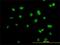 Actinin Alpha 4 antibody, H00000081-M01, Novus Biologicals, Immunofluorescence image 