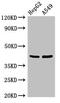 Paired Like Homeodomain 2 antibody, CSB-PA860349LA01HU, Cusabio, Western Blot image 