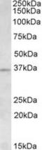 Aurora Kinase C antibody, LS-C112922, Lifespan Biosciences, Western Blot image 