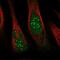 Thymocyte Nuclear Protein 1 antibody, NBP1-86942, Novus Biologicals, Immunofluorescence image 