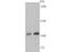 Exportin 1 antibody, A01180, Boster Biological Technology, Western Blot image 