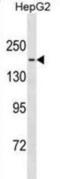 Tau Tubulin Kinase 1 antibody, abx031335, Abbexa, Western Blot image 