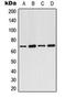 Armadillo Repeat Containing X-Linked 2 antibody, orb224059, Biorbyt, Western Blot image 