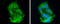 Apolipoprotein C3 antibody, GTX129994, GeneTex, Immunofluorescence image 