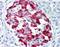 Islet Amyloid Polypeptide antibody, NB600-713, Novus Biologicals, Immunohistochemistry frozen image 