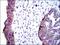 Alkaline Phosphatase, Biomineralization Associated antibody, GTX60568, GeneTex, Immunohistochemistry paraffin image 