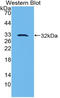 Plasminogen Activator, Urokinase antibody, LS-B15016, Lifespan Biosciences, Western Blot image 