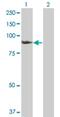 SMAD Specific E3 Ubiquitin Protein Ligase 1 antibody, H00057154-D01P, Novus Biologicals, Western Blot image 