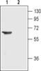 Cholinergic Receptor Nicotinic Alpha 3 Subunit antibody, PA5-77501, Invitrogen Antibodies, Western Blot image 